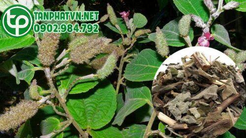 Công dụng của cây an xoa