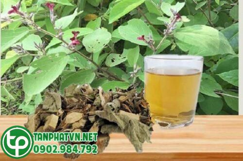 Đặc điểm của an xoa tươi 