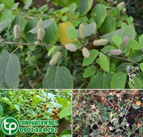 Cây an xoa chất lượng