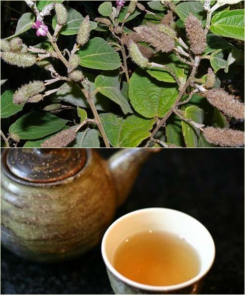 Cách sử dụng cây an xoa