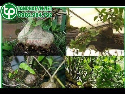 Cách sử dụng bí kỳ nam