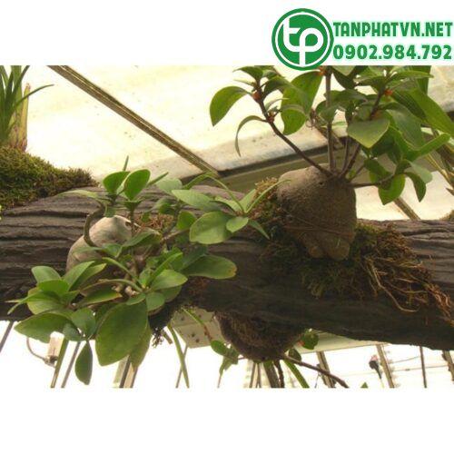 Bí kỳ nam tấn phát