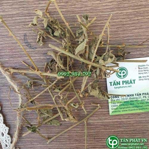 Cà gai leo Tấn Phát