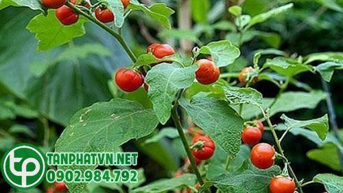 Cà gai leo tươi