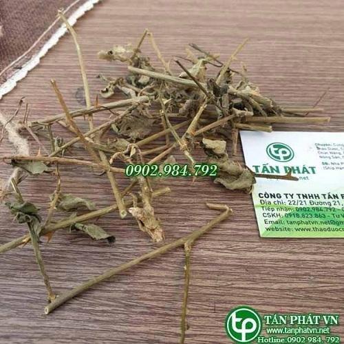 Cà gai leo Tấn Phát