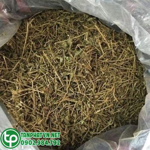 Cà gai leo Tấn Phát