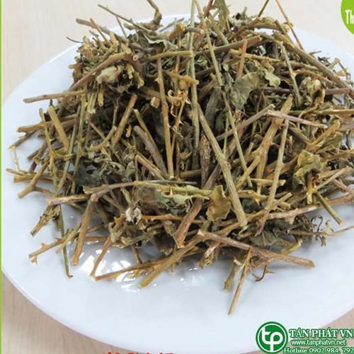 Cà gai leo tại Tấn Phát