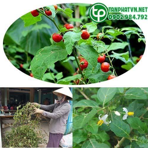 Cà gai leo tươi