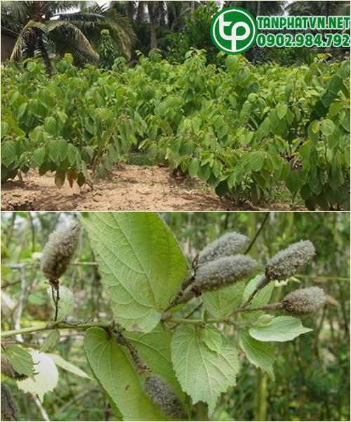 Cây an xoa uy tín chất lượng
