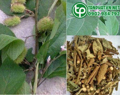 Cây an xoa chất lượng