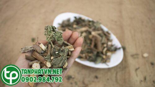 Cây an xoa khô Tấn Phát