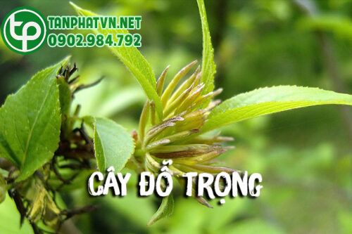 Cây đỗ trọng