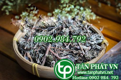 Chè dây Cao Bằng Tấn Phát