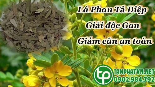 Công dụng của phan tả diệp
