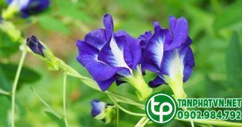 Cây hoa đậu biếc