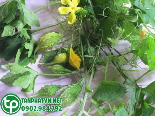 Dây khổ qua rừng