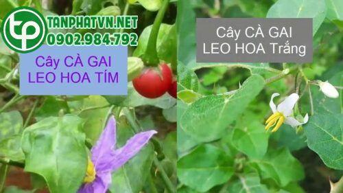 Cà gai leo