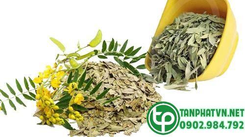 Phan tả diệp Tấn Phát