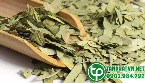 Phan tả diệp tại Tấn Phát