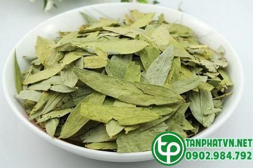 Phan tả diệp khô