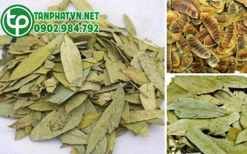 Phan tả diệp khô