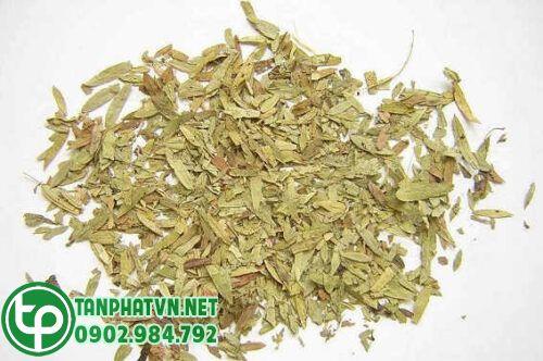 Phan tả diệp khô