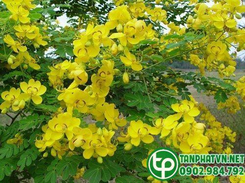 Cây phan tả diệp
