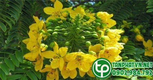 Phan tả diệp tươi