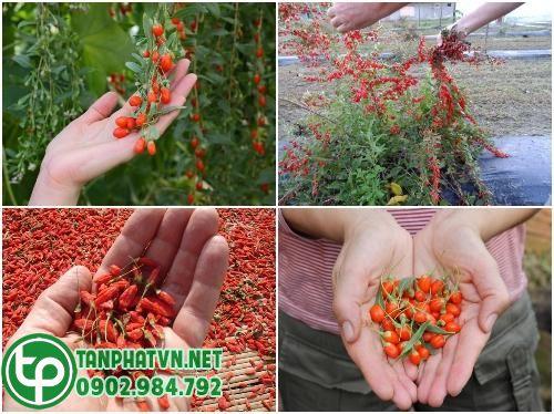 câu kỷ tử chất lượng