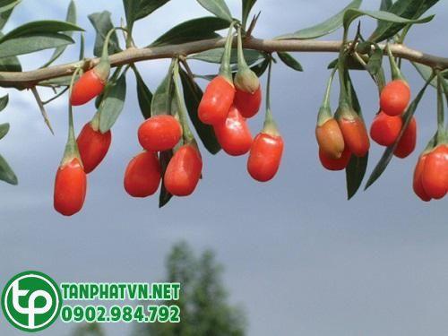 Câu kỷ tử dùng làm thuốc