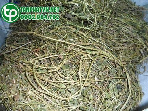 Mua dây khổ qua rừng tại Bình Định ở đâu uy tín ?