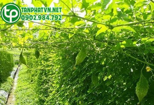 Dây khổ qua rừng