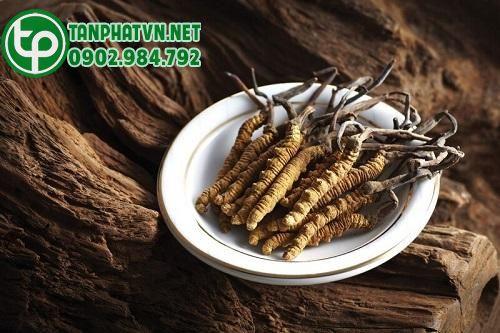 Đông trùng hạ thảo Tấn Phát