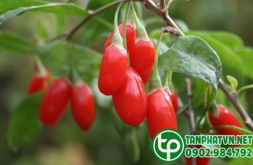 Câu kỷ tử tươi nguyên chất