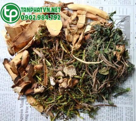 Bài thuốc của cây râu mèo