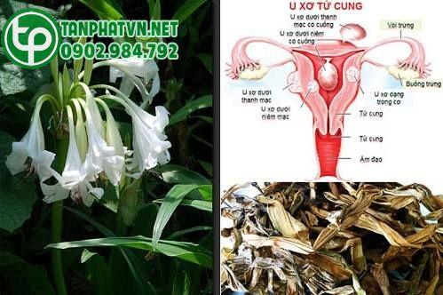 Cây trinh nữ hoàng cung