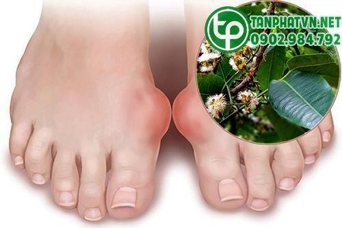 Lá vối trị gout