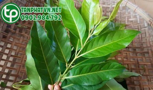 Lá vối tươi
