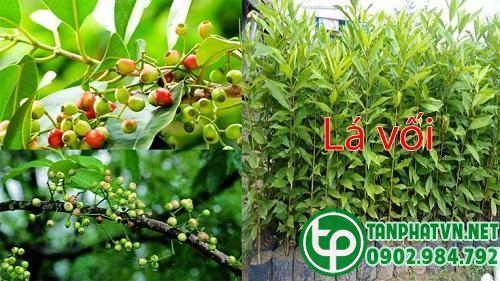 Lá vối tươi