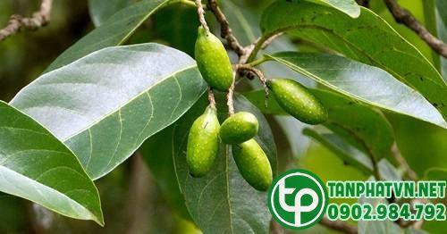 Kha tử chất lượng