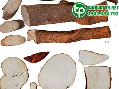 Củ bạch chỉ tại Tấn Phát