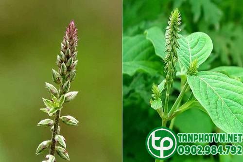 Cây dược liệu cỏ xước tươi