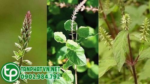 Cỏ xước tươi nguyên chất