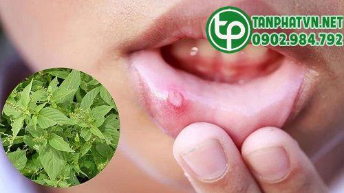 Thanh nhiệt cơ thể bằng dược liệu cỏ xước
