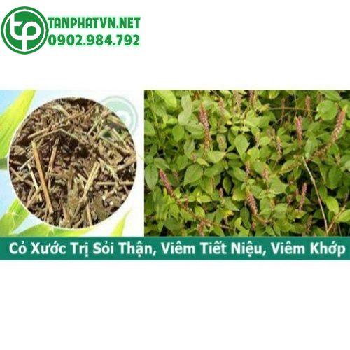 Công dụng của cỏ xước trong đời sống