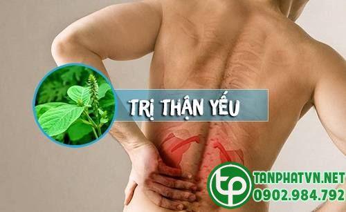 Trị thận bằng cỏ xước