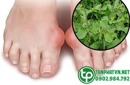 Bệnh gout trị từ cỏ xước