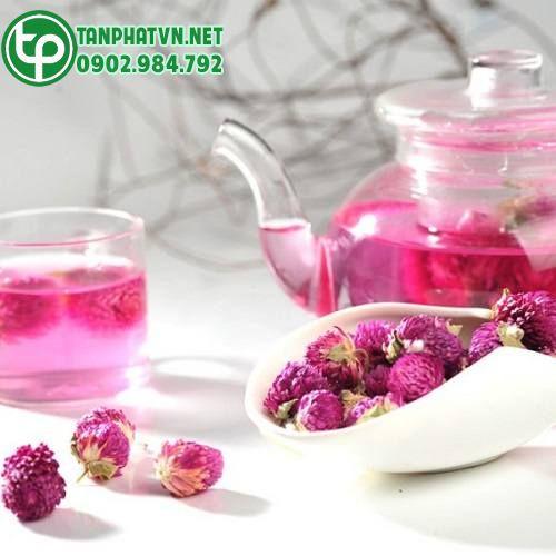 trà cúc bách nhật