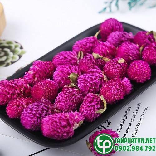 hoa cúc bách nhật tươi