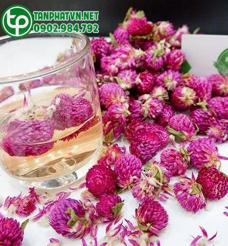 trà dược liệu cúc bách nhật